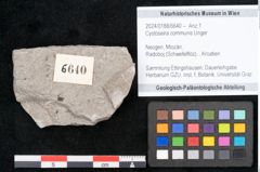 Foto (Objekt + Etikett) von Cystoseira communis Unger (NHMW-GEO-2024-0188-6640)